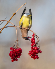 Cedar Waxwing photo 5