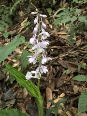 Calanthe aristulifera
