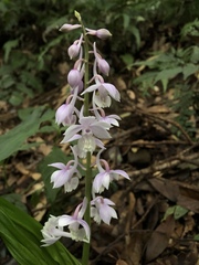 Calanthe aristulifera