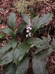 Calanthe aristulifera