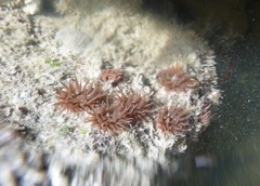 Anemonia sargassensis image