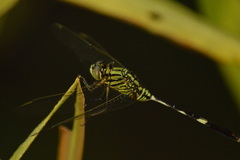 Orthetrum sabina