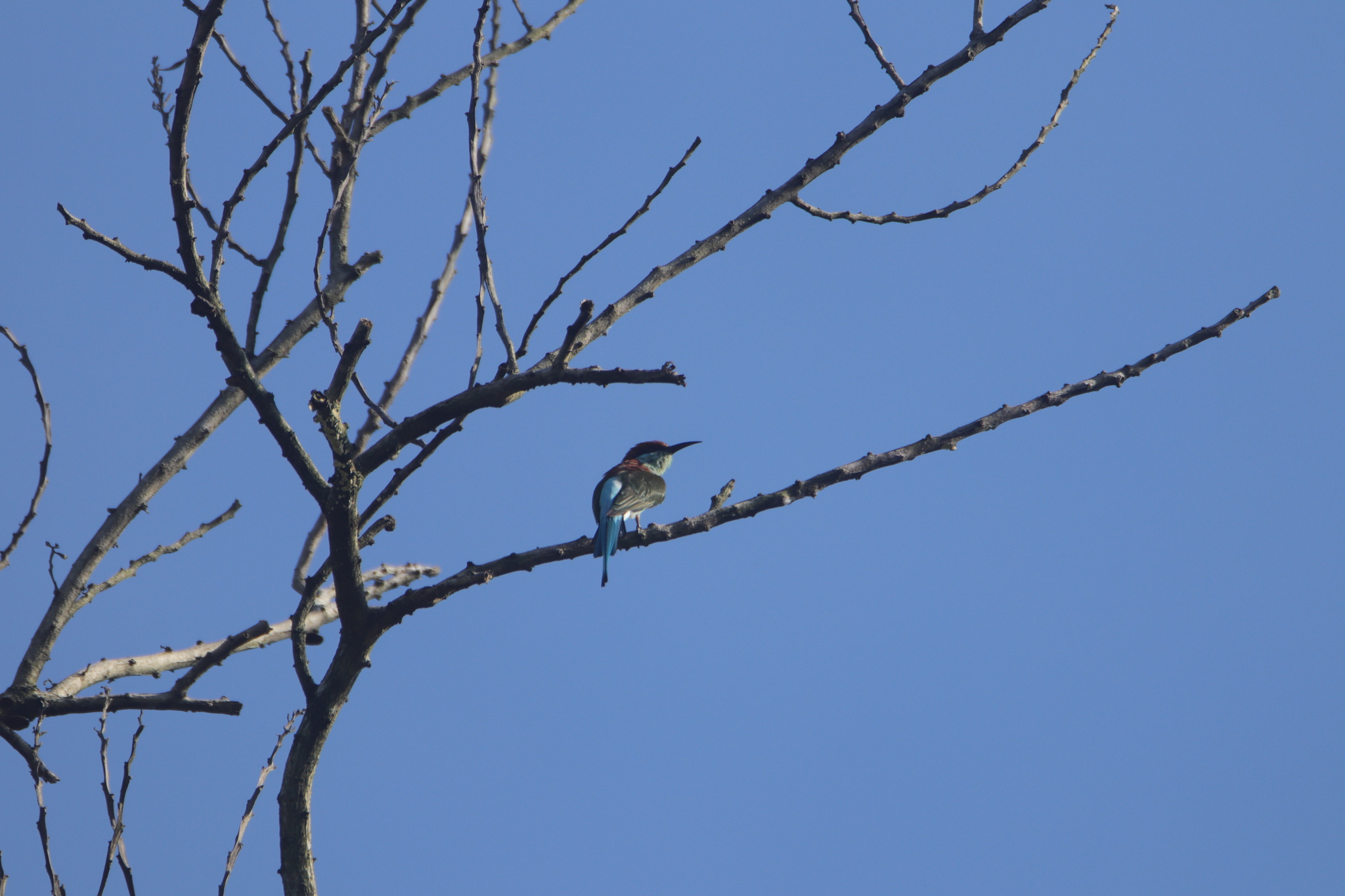 Rufous-crowned Bee-eater (Merops americanus), photo 3