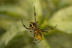 Argiope