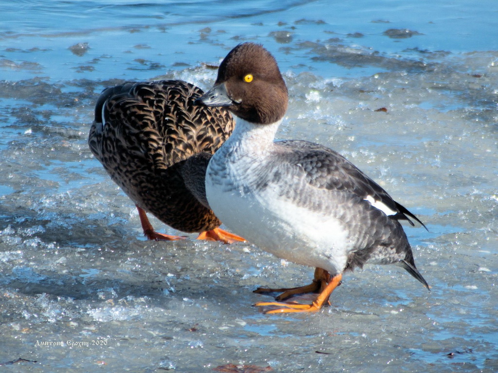 Common goldeneye - Wikipedia