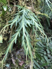 Oberonia arisanensis