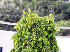 Eupsittula canicularis