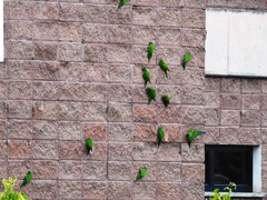 Eupsittula canicularis