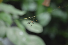 Nephila pilipes