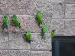 Eupsittula canicularis