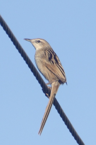 Striated Grassbird (Megalurus palustris), photo 9