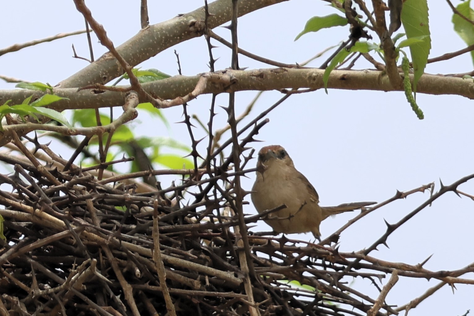 Rufous-fronted Thornbird (Phacellodomus rufifrons), photo 2