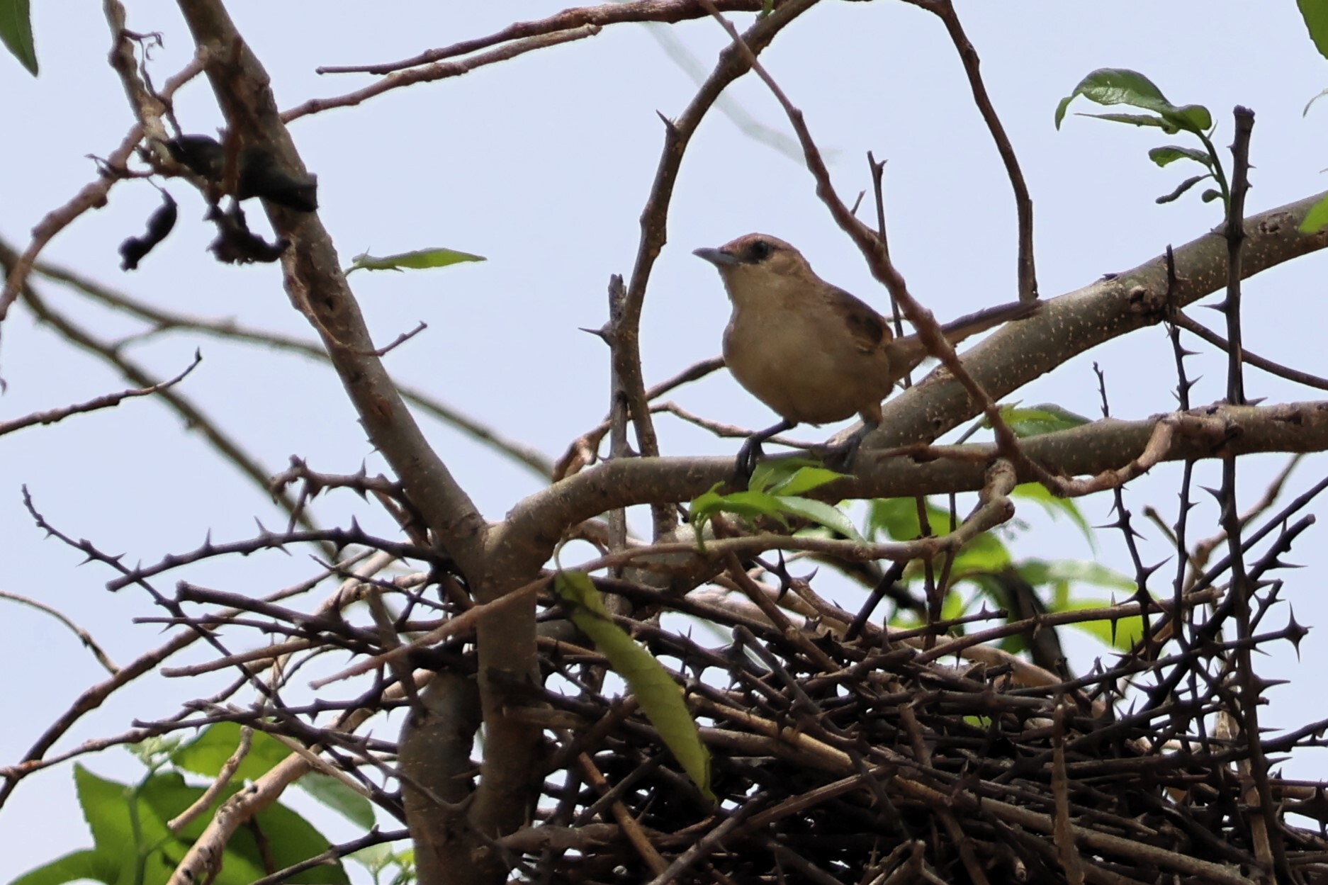 Rufous-fronted Thornbird (Phacellodomus rufifrons), photo 3
