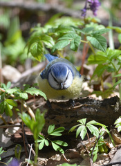 Cyanistes caeruleus