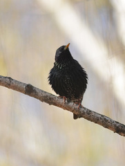 Sturnus vulgaris