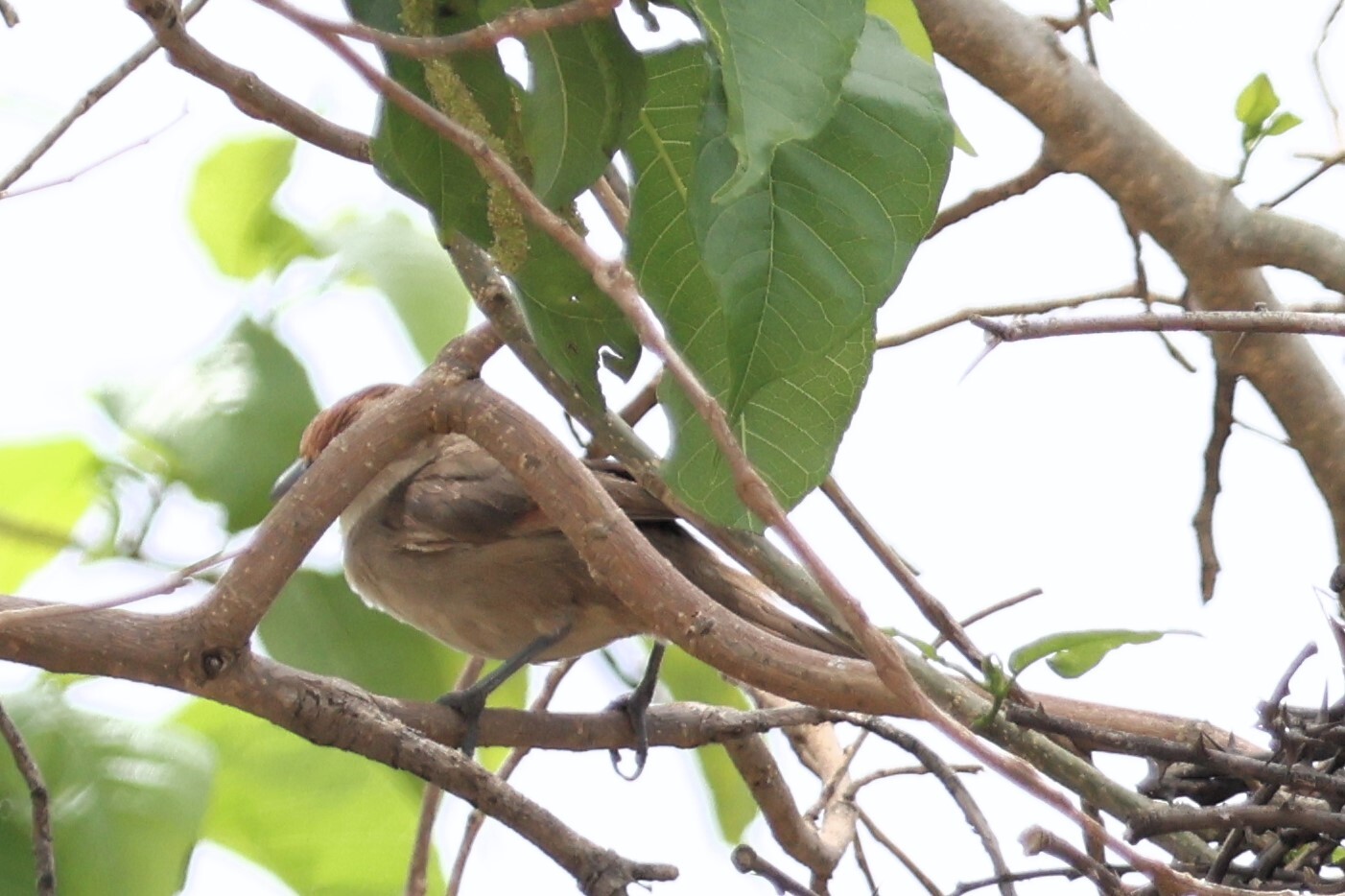 Rufous-fronted Thornbird (Phacellodomus rufifrons), photo 6