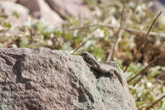 Liolaemus nigroviridis