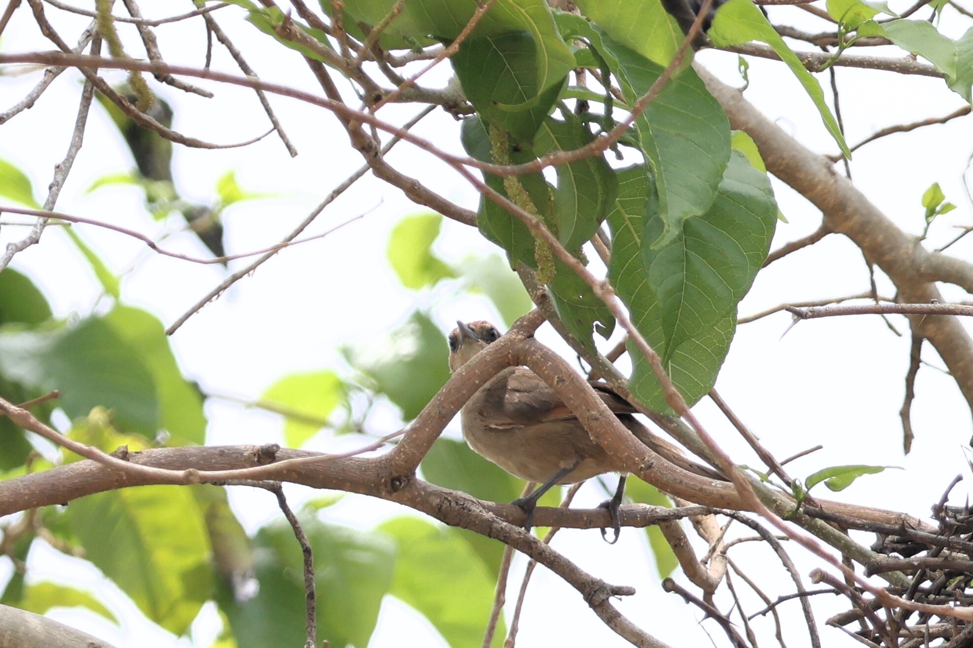 Rufous-fronted Thornbird (Phacellodomus rufifrons), photo 5