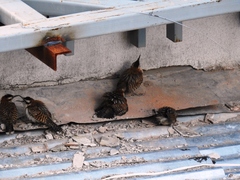 Campylorhynchus rufinucha