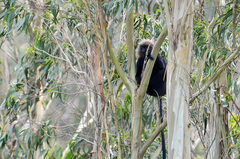 Semnopithecus johnii