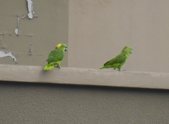 Amazona auropalliata