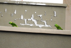 Amazona auropalliata