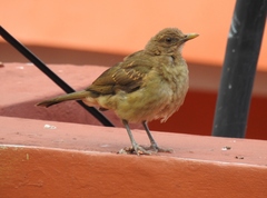 Turdus grayi
