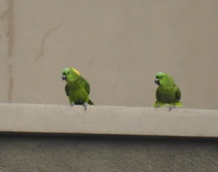 Amazona auropalliata