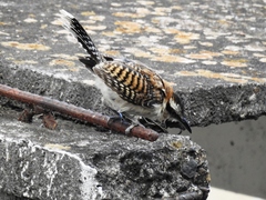 Campylorhynchus rufinucha