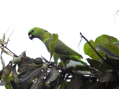 Amazona auropalliata