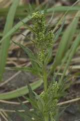 Artemisia montana