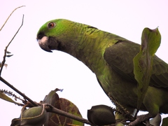 Amazona auropalliata