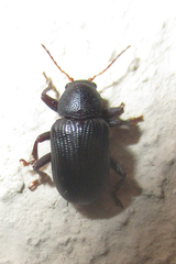Syagrus tristis