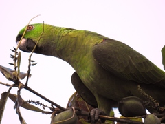 Amazona auropalliata