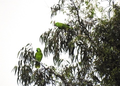 Amazona auropalliata