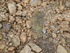 Alectoria ochroleuca