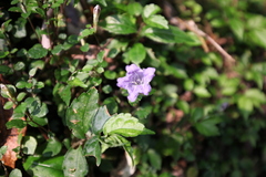 Strobilanthes rankanensis