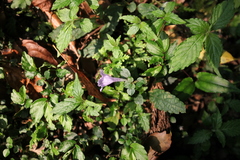 Strobilanthes rankanensis