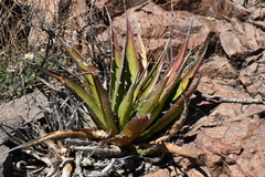 Agave × glomeruliflora
