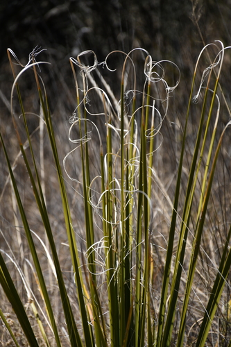 Nolina erumpens – Foothills Beargrass – Buy seeds at