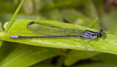 Argia johannella