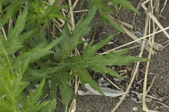 Artemisia montana