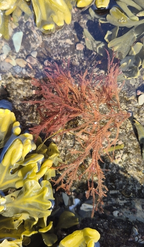 Ptilota serrata observed 2026-04-23