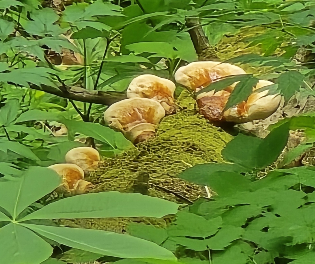 Ganoderma tsugae · April 2026 · photo: © snail_hiker (iNaturalist, cc-by-nc)
