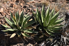 Agave × glomeruliflora