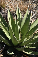 Agave × glomeruliflora