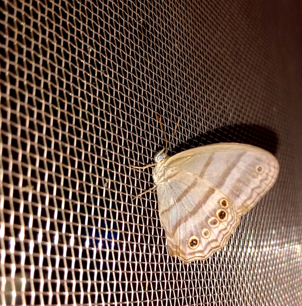 Magneuptychia ocypete
