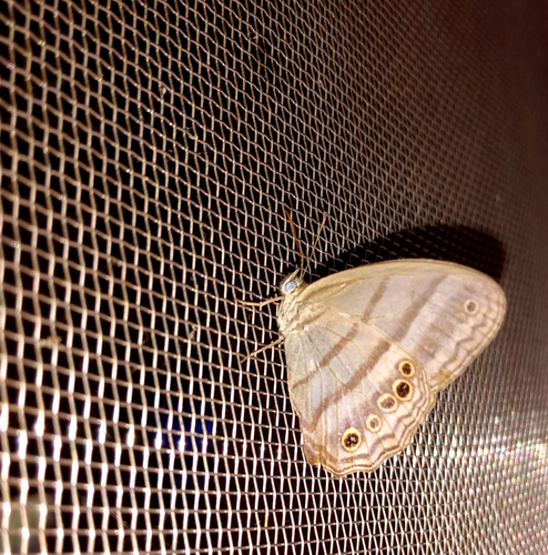 Magneuptychia ocypete