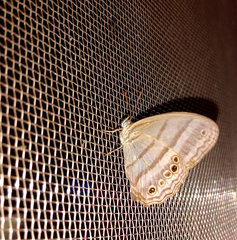 Magneuptychia ocypete