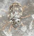 Anthrenus fuscus